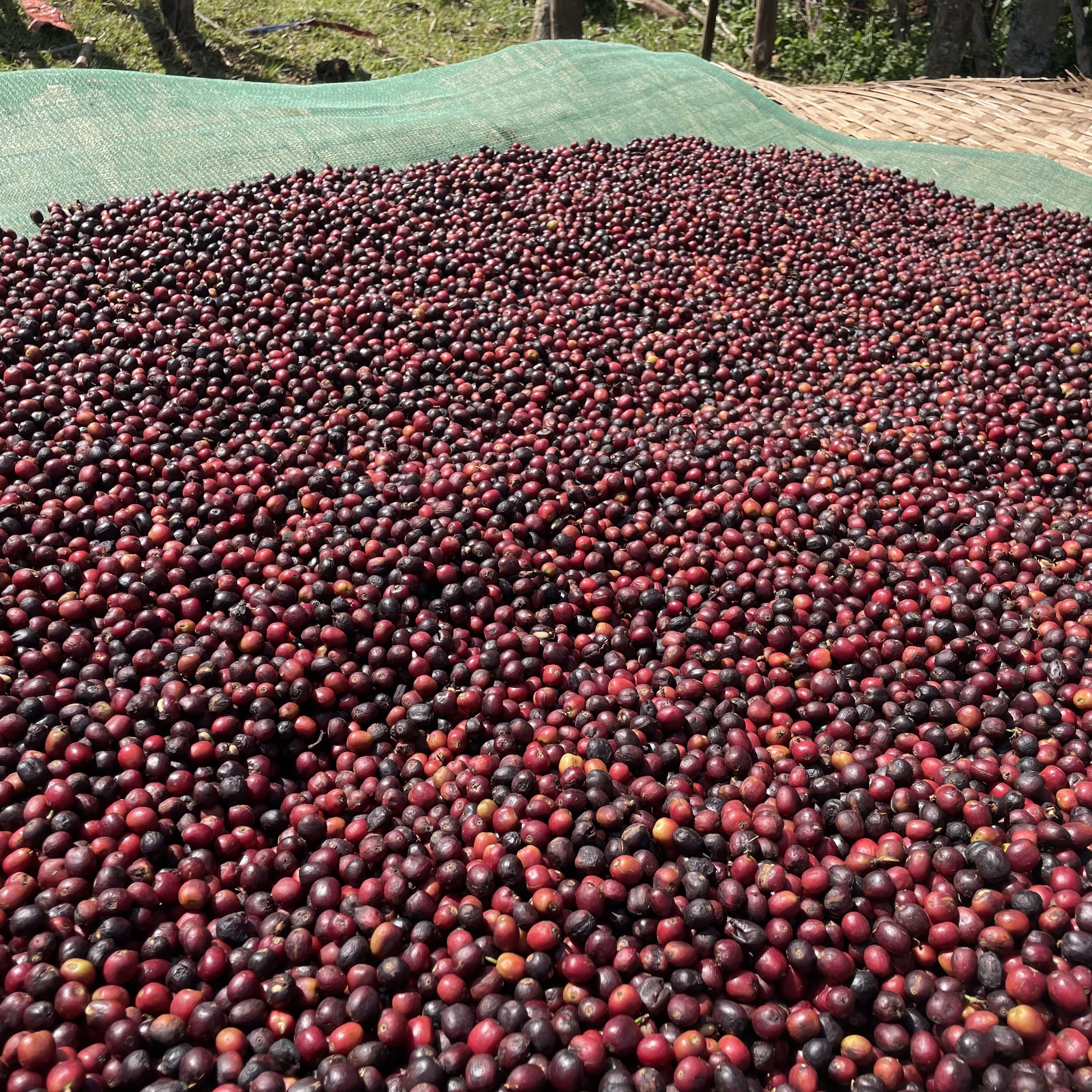 Ethiopia Chelchele Natural(23/24年クロップ) | ORIGIN COUNTRIES
